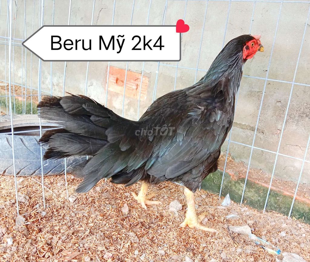 Mái Beru Mỹ trạng 2,6 kg