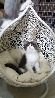 Bé mèo tuxedo  nhà đẻ ❤️ bé cuối seo mạnh. Mua bán Mèo tại Thành phố Thủ Đức Tp Hồ Chí Minh được đăng bởi yen