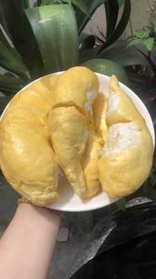 Sầu riêng Ri 6 sạch. Mua bán Đồ ăn, thực phẩm và các loại khác tại Quận Ninh Kiều Cần Thơ được đăng bởi Ngọc Liêu