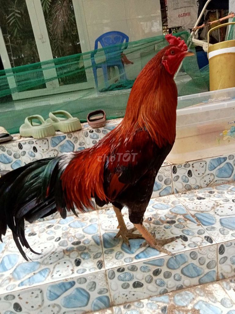 Gà trống 2.7kg - 3.6kg. Mua bán Gà tại Huyện Mỏ Cày Bắc Bến Tre được đăng bởi Thanh hung hình 1