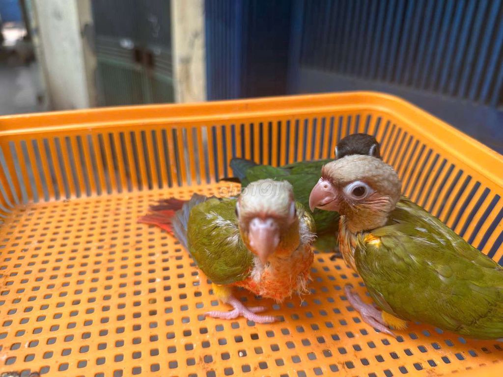 Vẹt non Xanh lá, Nâu green check. Mua bán Chim tại Quận Cầu Giấy Hà Nội được đăng bởi Shop chim vẹt  hình 1