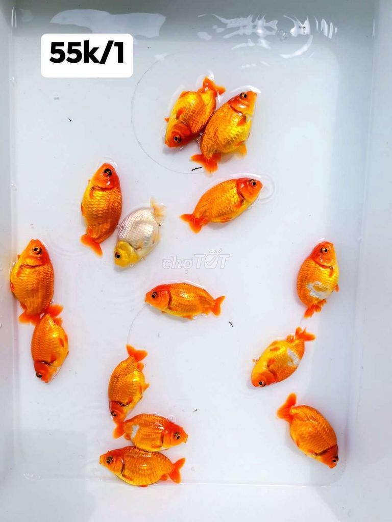 Cá vàng Ranchu Oranda lớn nhỏ giá rẻ