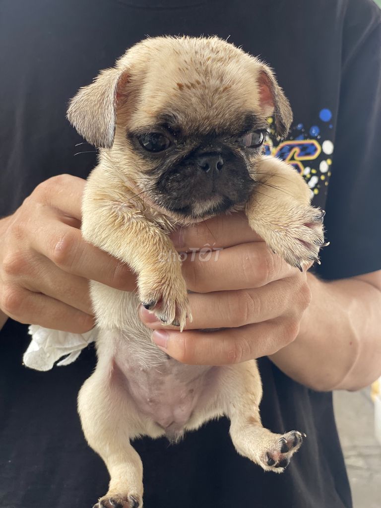 Pug Cái Nhà Nuôi + Tặng Lồng. Mua bán Chó tại Quận 8 Tp Hồ Chí Minh được đăng bởi Cao Trường Thịnh  hình 6