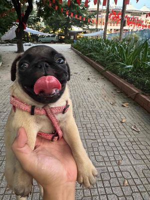 Chó Pug 3 tháng tuổi cực đẹp. Mua bán Chó tại Quận Hai Bà Trưng Hà Nội được đăng bởi Hoang Giang