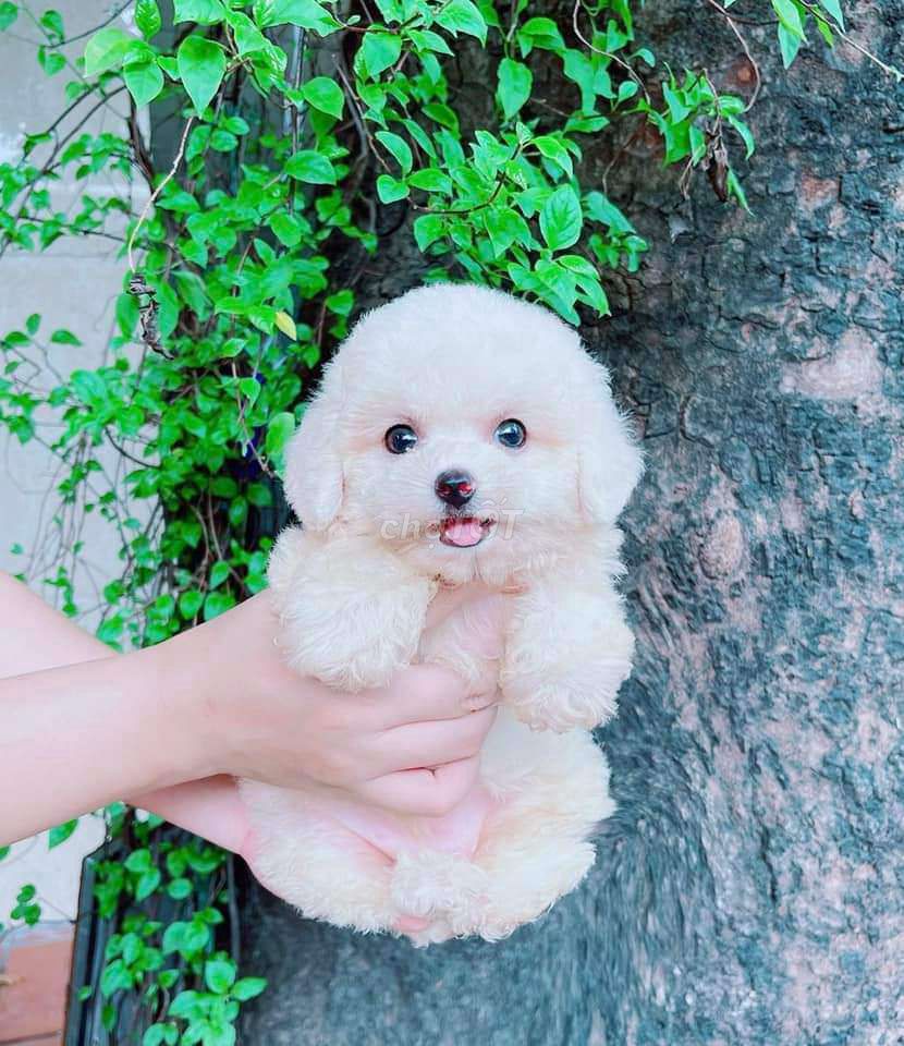 Bé  poodle cai trắng đáng iu 😍😍😍