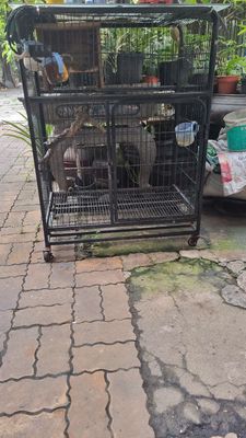 Chuồn thú cưng. Mua bán Phụ kiện, Thức ăn, Dịch vụ tại Quận Gò Vấp Tp Hồ Chí Minh được đăng bởi nguyen yến