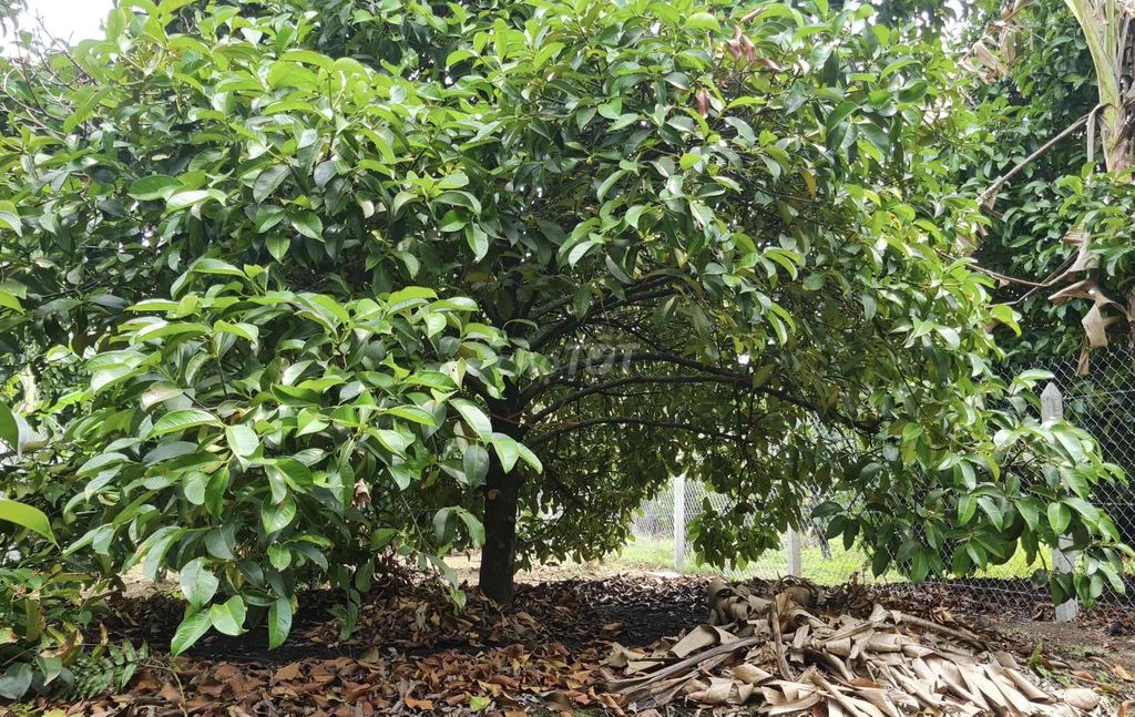 vườn măng cụt đang thu nhập có sẵn thỗ cư xây nhà thoải mái. Mua bán đất tại Thị xã Bến Cát Bình Dương được đăng bởi nguyễn ngân hình 3