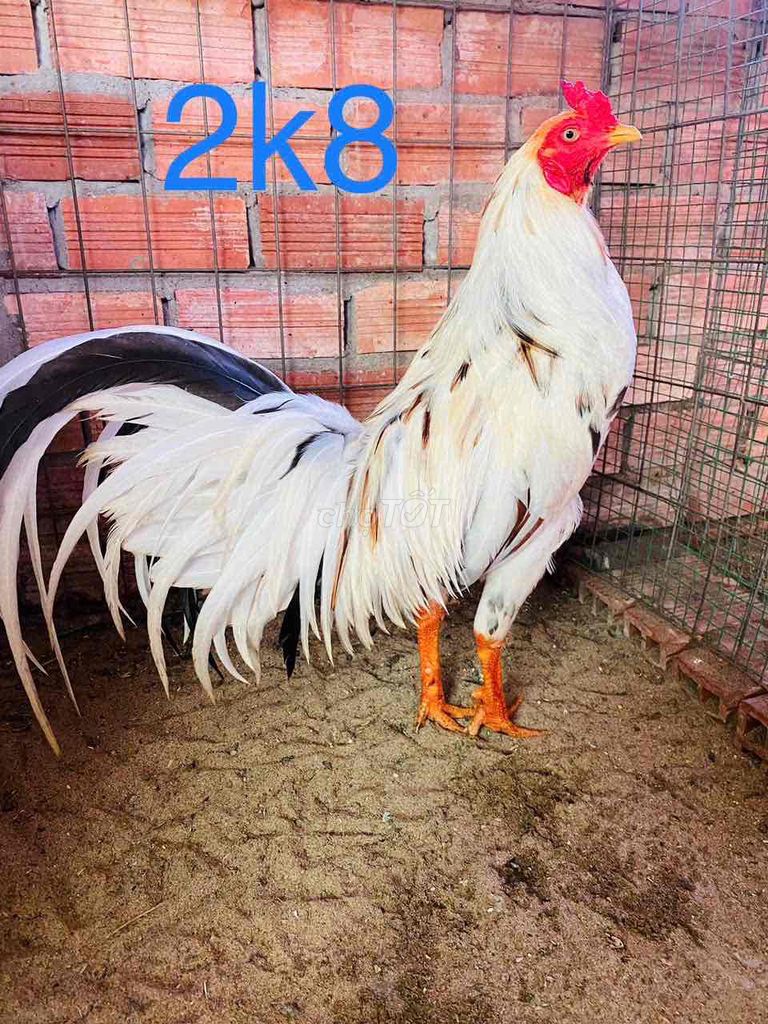 2k8 đá liền tay tròn vo đặc 1 cục xổ giỏi lắm. Mua bán Gà tại Huyện Bến Lức Long An được đăng bởi Gà chất lượng  hình 1