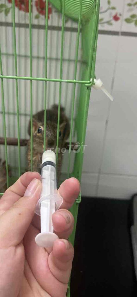 Sóc đất. Mua bán Thú cưng khác tại Quận Bình Tân Tp Hồ Chí Minh được đăng bởi Trương Thị Cẩm Yến  hình 1