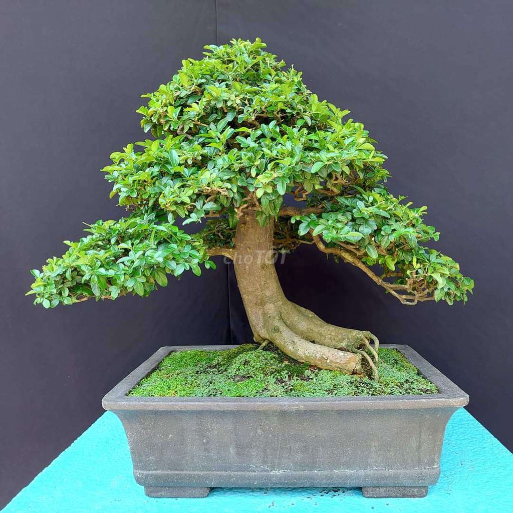 Cây kim quýt cao 55cm dáng bonsai