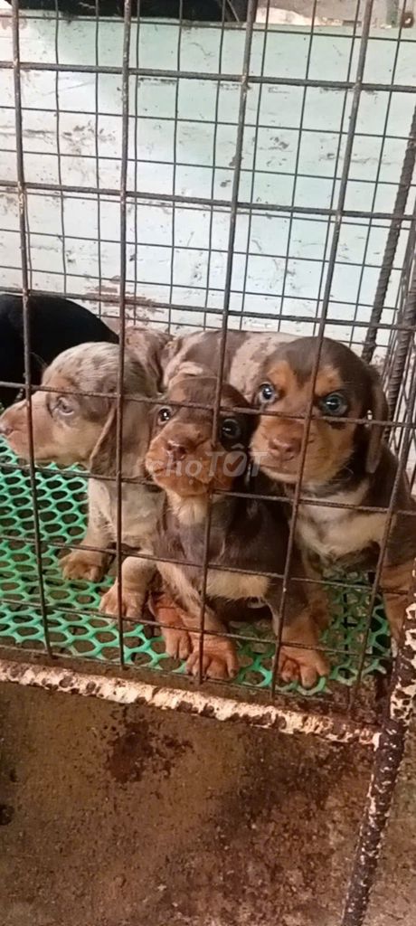 Chó Cảnh đẹp, dễ nuôi, giữ nhà giỏi. HG. Mua bán Chó tại Huyện Phụng Hiệp Hậu Giang được đăng bởi Kim Sơn Thạch hình 1
