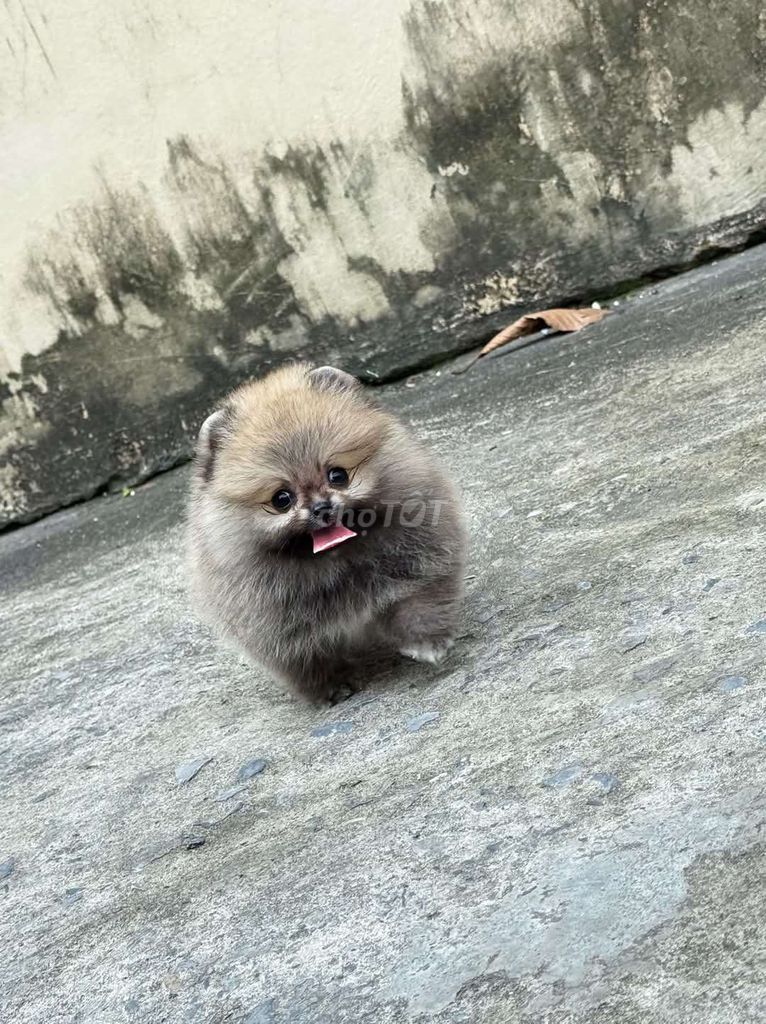 Pom mini