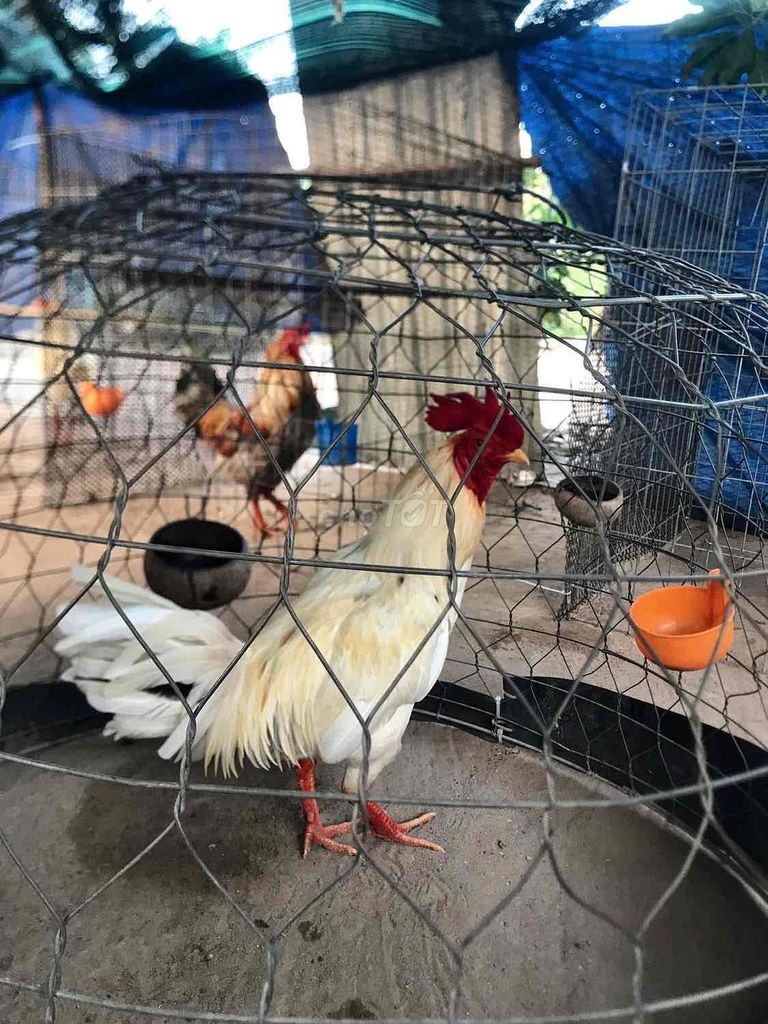 Thanh Lý  gà Bướm 2kg9. Mua bán Gà tại Thị xã Bến Cát Bình Dương được đăng bởi Minh Nhựt hình 1