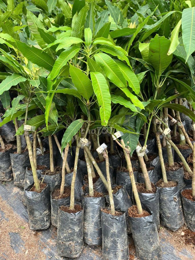 Cây Xoài Cát Hòa Lộc  giống. Mua bán Đồ chuyên dụng, Giống nuôi trồng tại Huyện Gia Lâm Hà Nội được đăng bởi Nhà vườn tuấn muôn  hình 1