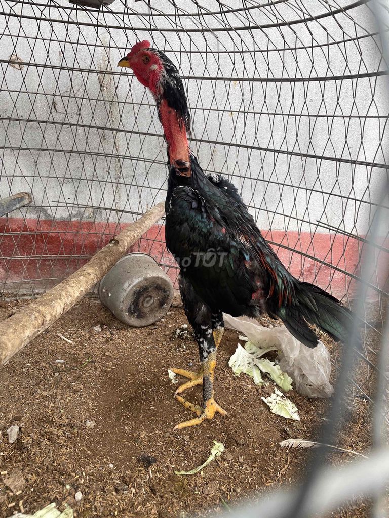 Gà tơ 7 tháng ô chân vàng. Mua bán Gà tại Huyện Gia Lâm Hà Nội được đăng bởi Tuấn Ssang hình 1