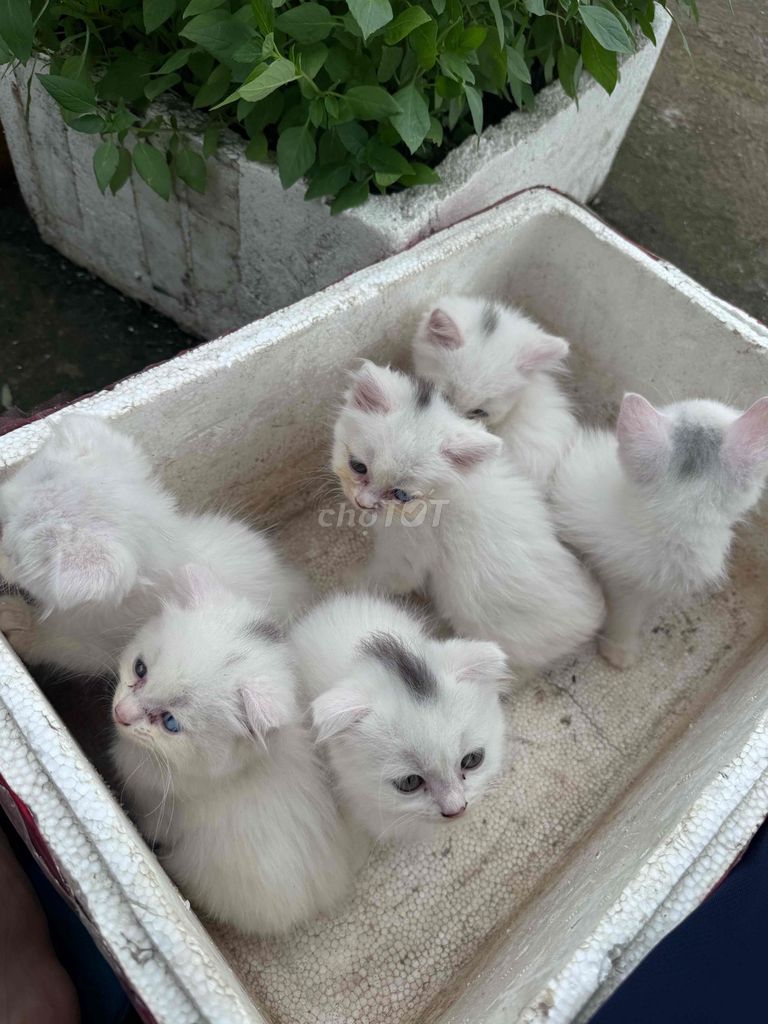 Mèo Anh lông dài trắng 3 tháng tuổi. Mua bán Mèo tại Huyện An Dương Hải Phòng được đăng bởi Min Minh hình 1