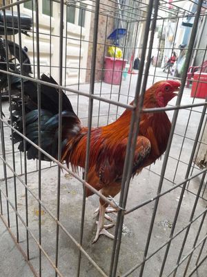 Gà f1zin giáp cu ban chuyên đầu cần đá bo lớn. Mua bán Gà tại Quận 12 Tp Hồ Chí Minh được đăng bởi Vi Minh