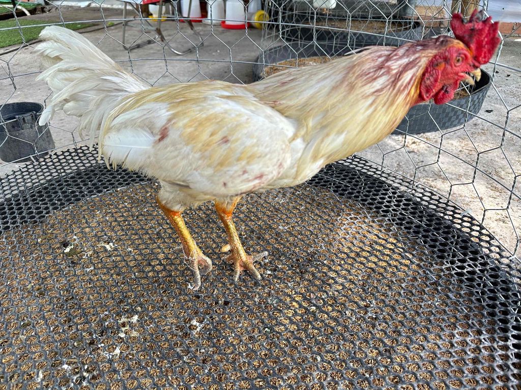 Gà 1k950 bán 2xi. Mua bán Gà tại Thành phố Thủ Dầu Một Bình Dương được đăng bởi Phuc Tony 61 BD hình 1