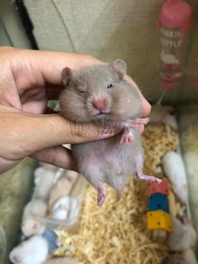 Chuột Hamster bear thường màu xám tro. Mua bán Thú cưng khác tại Quận Bình Tân Tp Hồ Chí Minh được đăng bởi Ở trọ bày đặt bán chụtt hình 1