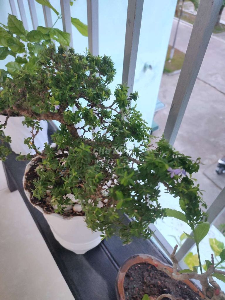 Cây cảnh Bonsai sam hạt gạo bông tím. Mua bán Cây cảnh, đồ trang trí tại Quận Hải Châu Đà Nẵng được đăng bởi Lê thái thọ  hình 1