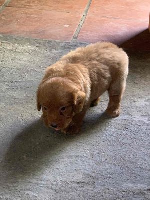 CHÓ POODLE SIZE TINI MẬP 2 THÁNG TUỔI