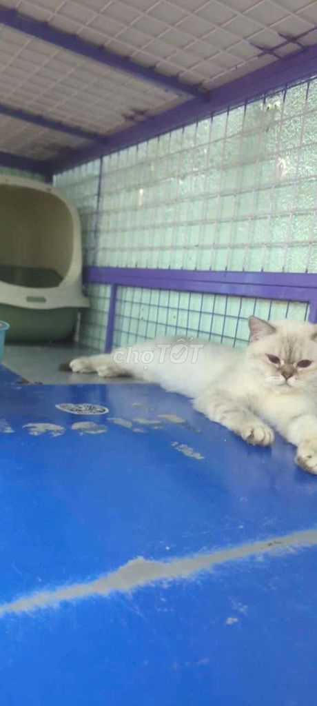 Cái. 11 tháng. Đang gào. Mua bán Mèo tại Quận 12 Tp Hồ Chí Minh được đăng bởi mèo xinh hình 5