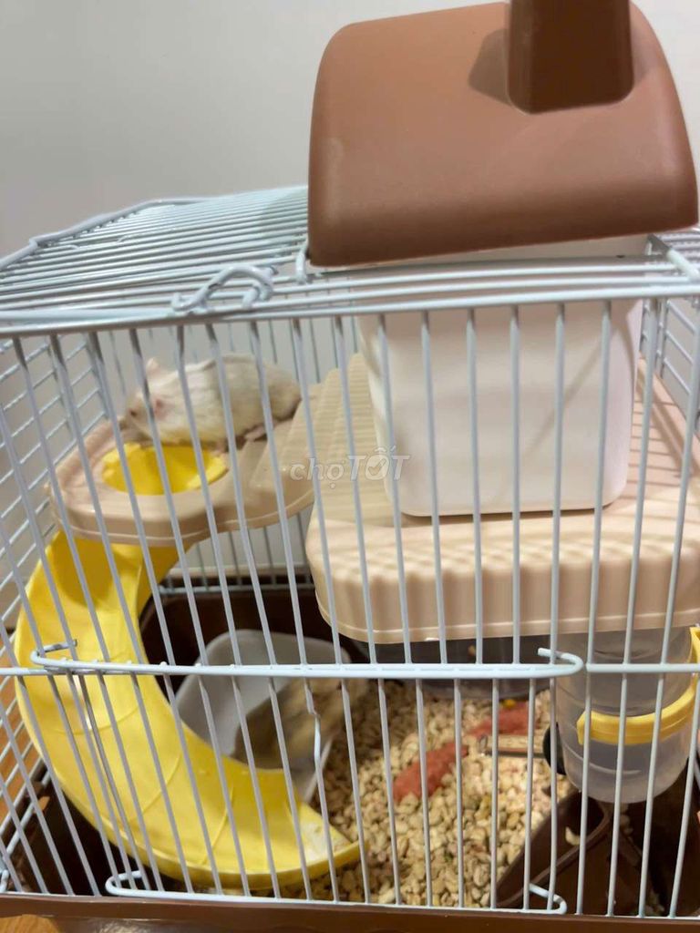 Chuột Hamster nhỏ màu Trắng. Mua bán Thú cưng khác tại Huyện Hóc Môn Tp Hồ Chí Minh được đăng bởi MinhSy Lê hình 1