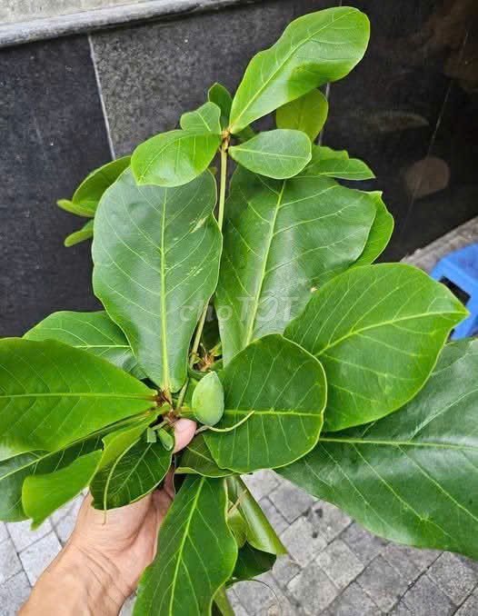 Lá bàng tươi màu Xanh. Mua bán Đồ ăn, thực phẩm và các loại khác tại Quận Hà Đông Hà Nội được đăng bởi Thanh Truong Thi hình 1
