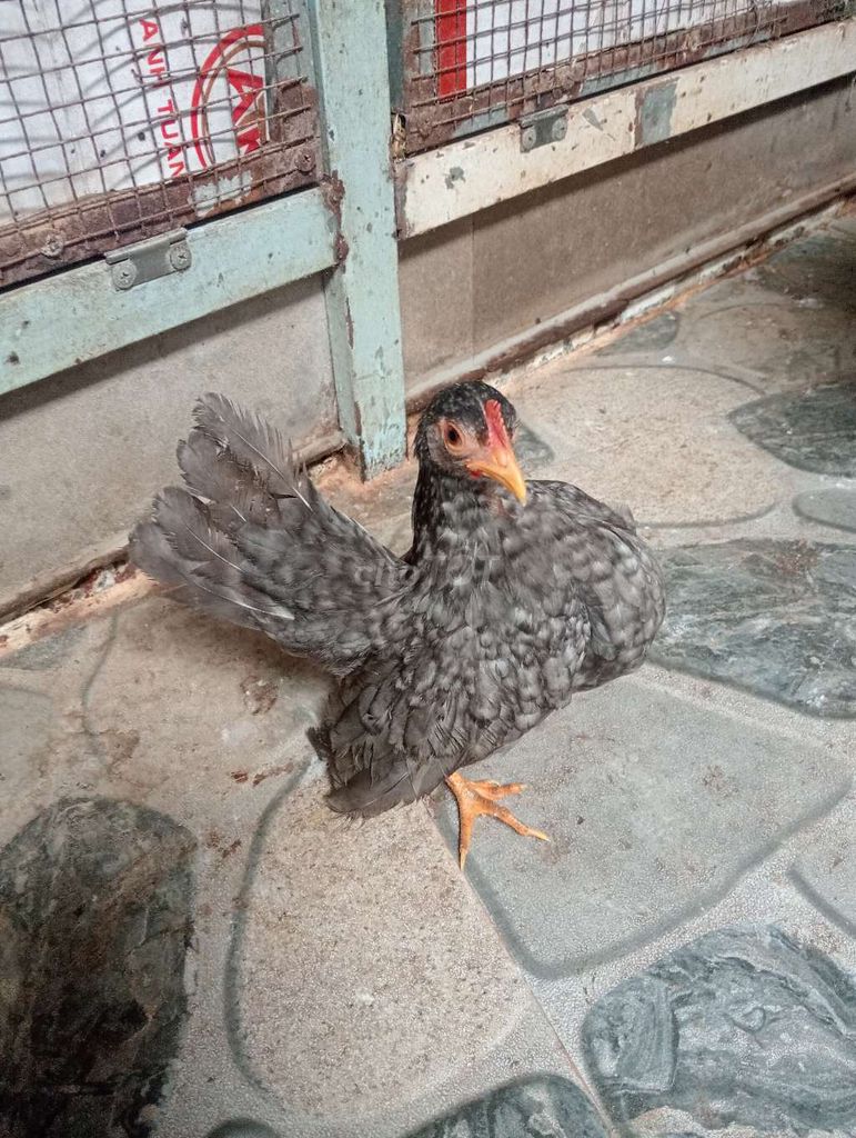 Gà mái Sema xám 4 tháng. Mua bán Gà tại Thành phố Sóc Trăng Sóc Trăng được đăng bởi hải p3 hình 1