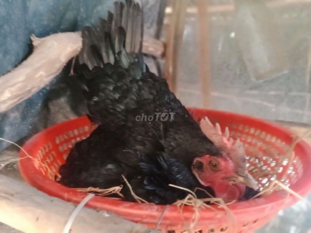 Gà mái ấp.CKN. Mua bán Gà tại Thành phố Tân An Long An được đăng bởi thủ hình 1