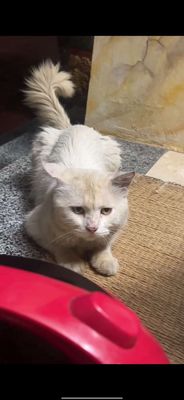 Mèo Anh lông dài đực màu Trắng
