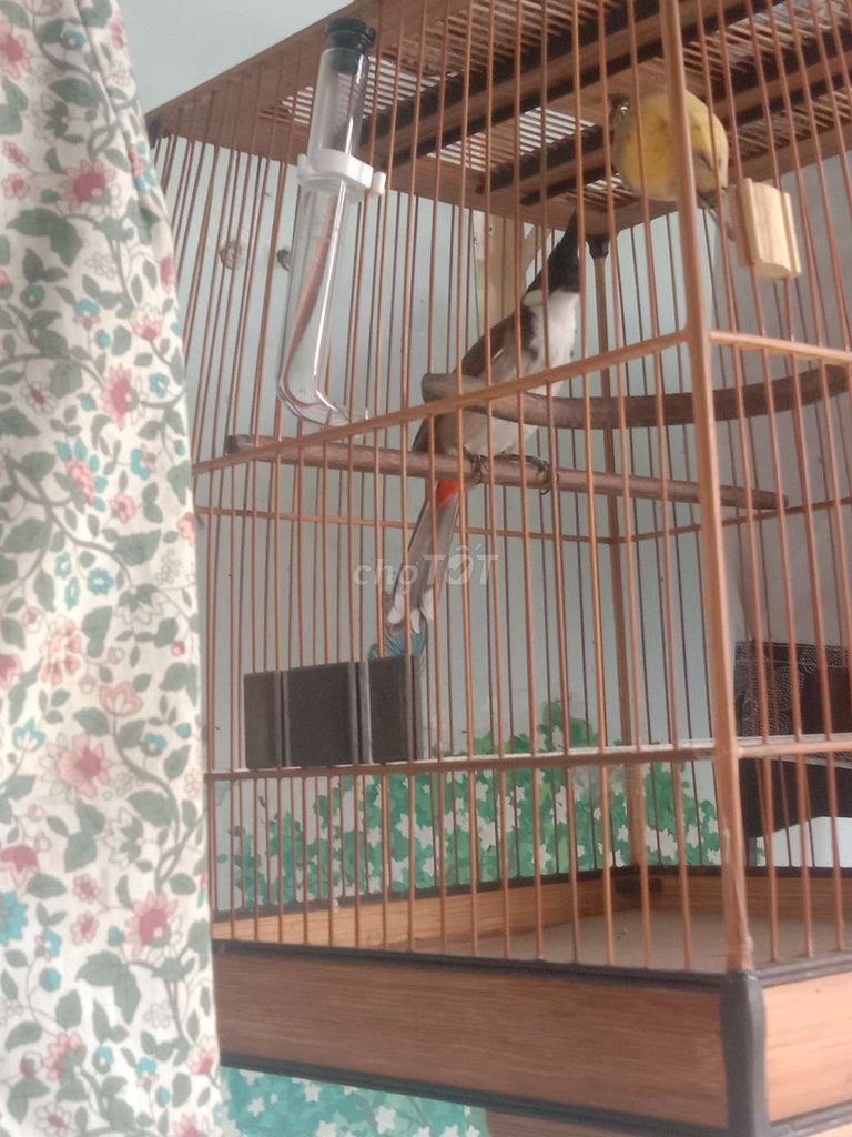bán cho ai hợp mắt . Mua bán Chim tại Thị xã Tân Uyên Bình Dương được đăng bởi caycothu hình 1