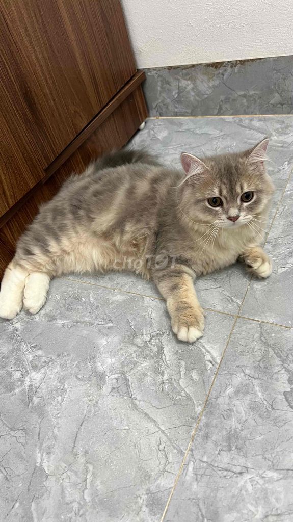 Mèo anh Lông dài siêu đẹp và quấn người