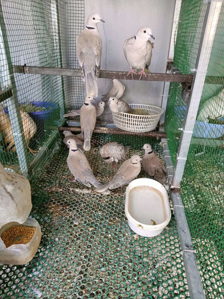 Chim cu Thái . Mua bán Chim tại Quận Gò Vấp Tp Hồ Chí Minh được đăng bởi Hiếu hình 1
