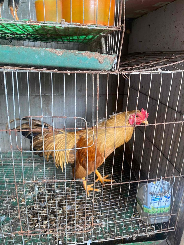 Gà tre trống 7 tháng. Mua bán Gà tại Huyện Hoài Đức Hà Nội được đăng bởi Nguyễn Văn Tưởng hình 1