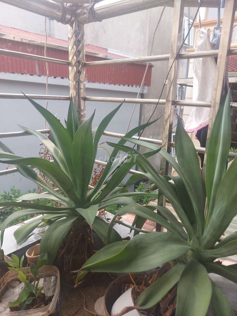 Cây cảnh thanh lọc không khí. Mua bán Cây cảnh, đồ trang trí tại Quận Bắc Từ Liêm Hà Nội được đăng bởi Sơn hoàng hình 1