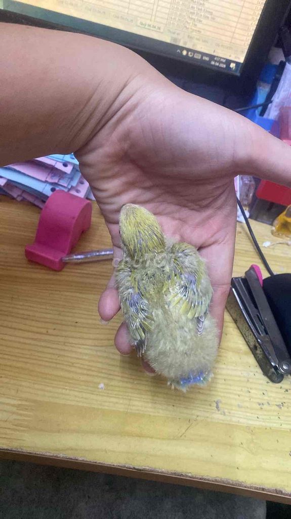 Vẹt non Vàng xanh Khỏe mạnh. Mua bán Chim tại Quận Bình Tân Tp Hồ Chí Minh được đăng bởi CÔNG TY TNHH TMDV TƯ VẤN HUỲNH LÊ hình 1