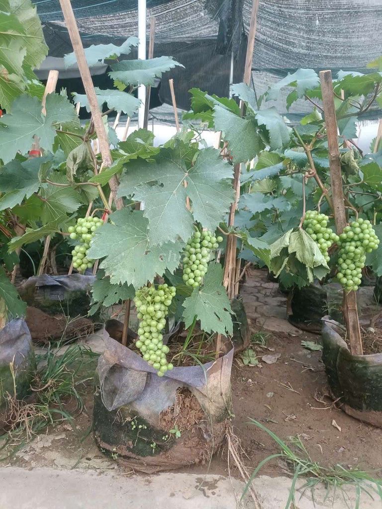 Nho hạ đen sẵn quả. Mua bán Cây cảnh, đồ trang trí tại Quận Hà Đông Hà Nội được đăng bởi Nguyễn Văn Hoàng  hình 1