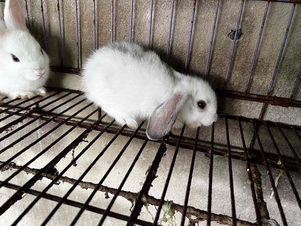 Thỏ Tai cụp lai Hà Lan lùn Trắng. Mua bán Thú cưng khác tại Huyện Cần Giuộc Long An được đăng bởi Hào hình 1