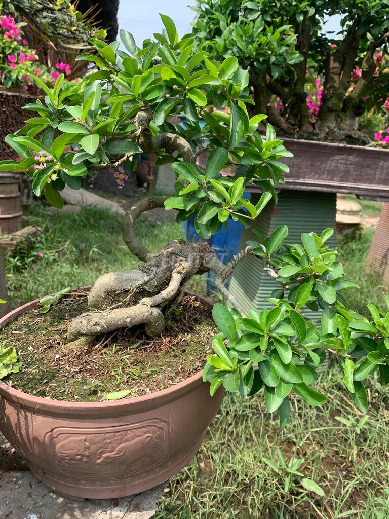 Bonsai Sori gl đâu năm