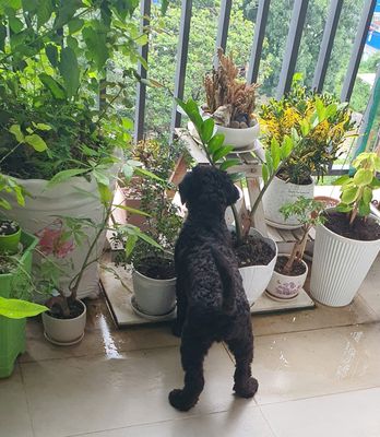 TÌM CHỦ MỚI PHÙ HỢP CHO BÉ POODLE LAI