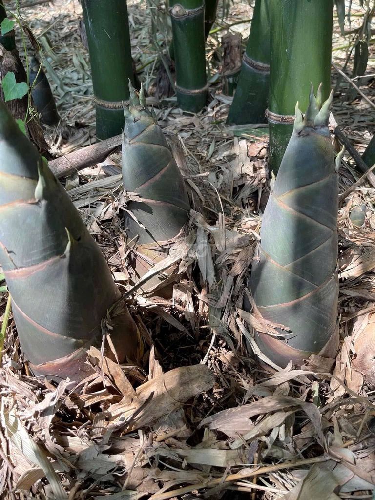 Cây giống Tre Tứ Quý. Mua bán Đồ chuyên dụng, Giống nuôi trồng tại Huyện Tân Phú Đồng Nai được đăng bởi kim lien hình 1