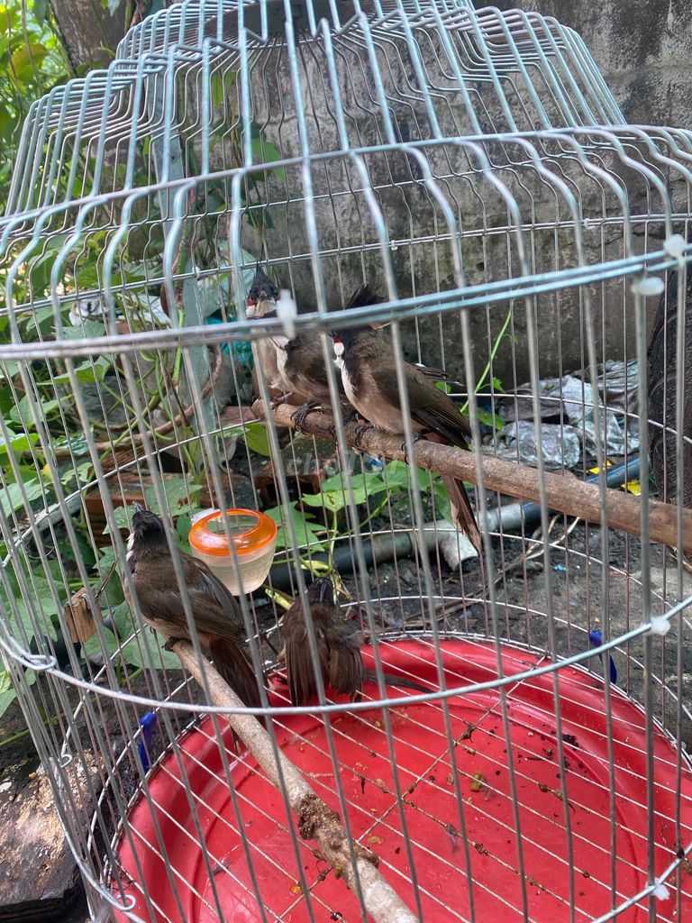 trông lỗi bộ khủng