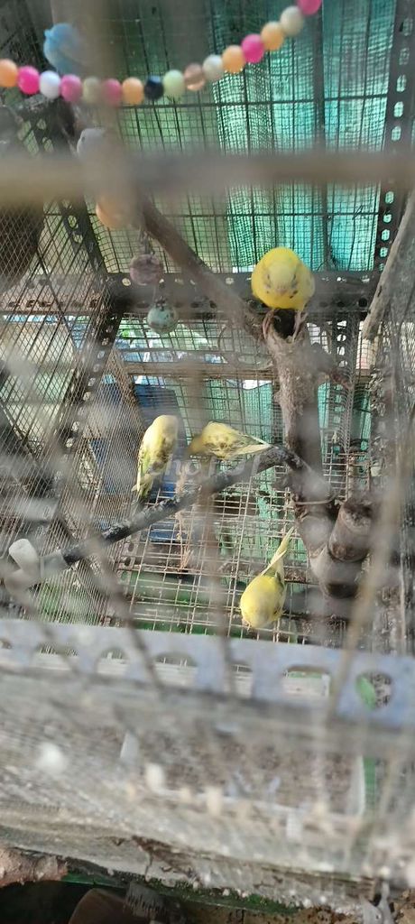 Chim Yến Phụng . Mua bán Chim tại Quận 11 Tp Hồ Chí Minh được đăng bởi Chị Nga hình 1