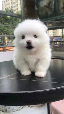 Chó Phốc sóc trắng 2.5 tháng đã tiêm 2 mũi