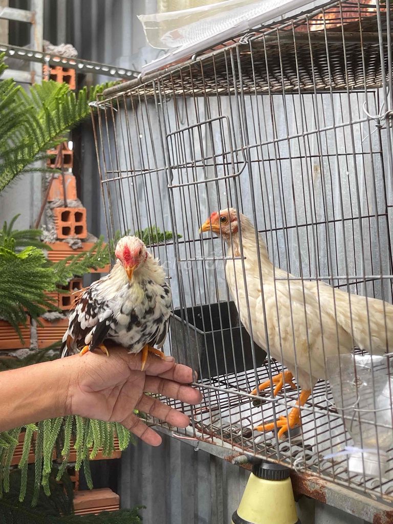 Tre Bắc. Mua bán Gà tại Huyện Cần Giuộc Long An được đăng bởi Nhựt Vy hình 1