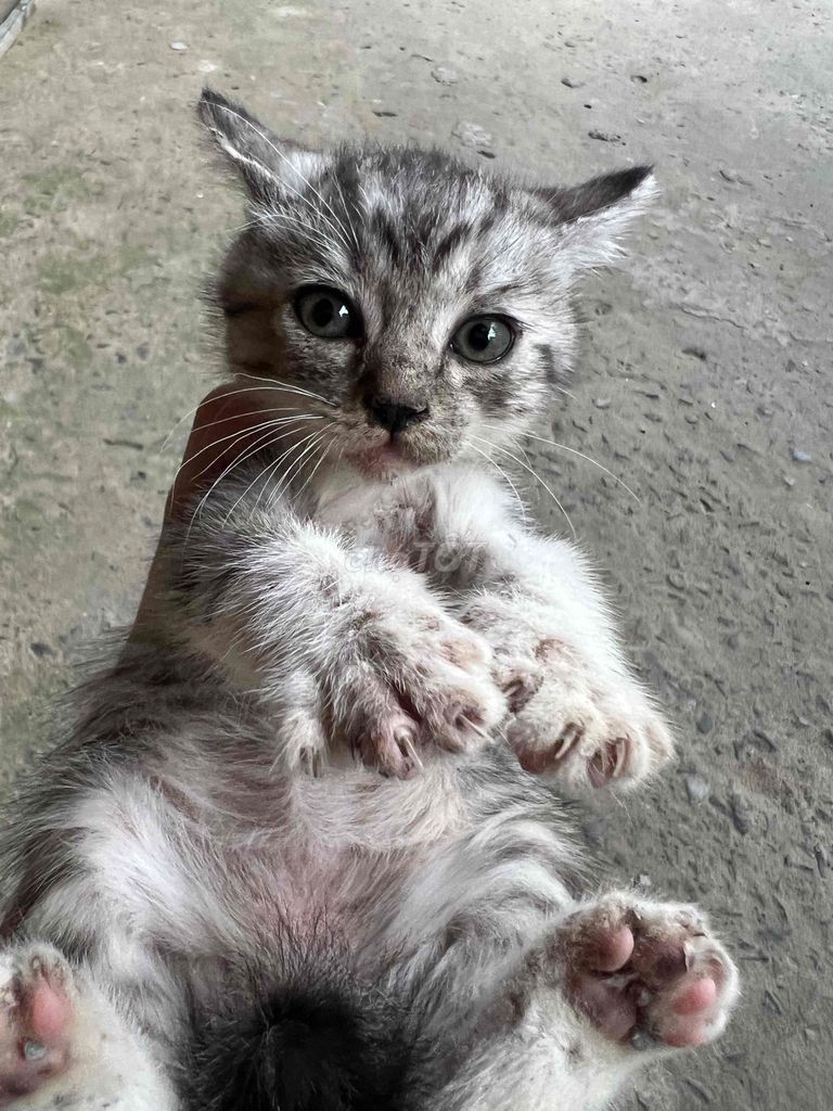 Mình cần tìm nhà cho mấy bé Mèo ALD. Mua bán Mèo tại Thành phố Mỹ Tho Tiền Giang được đăng bởi Tên chưa cung cấp hình 1