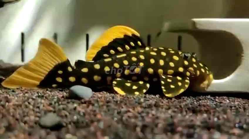 Pleco vàng chấm bi hàng chất cho ae