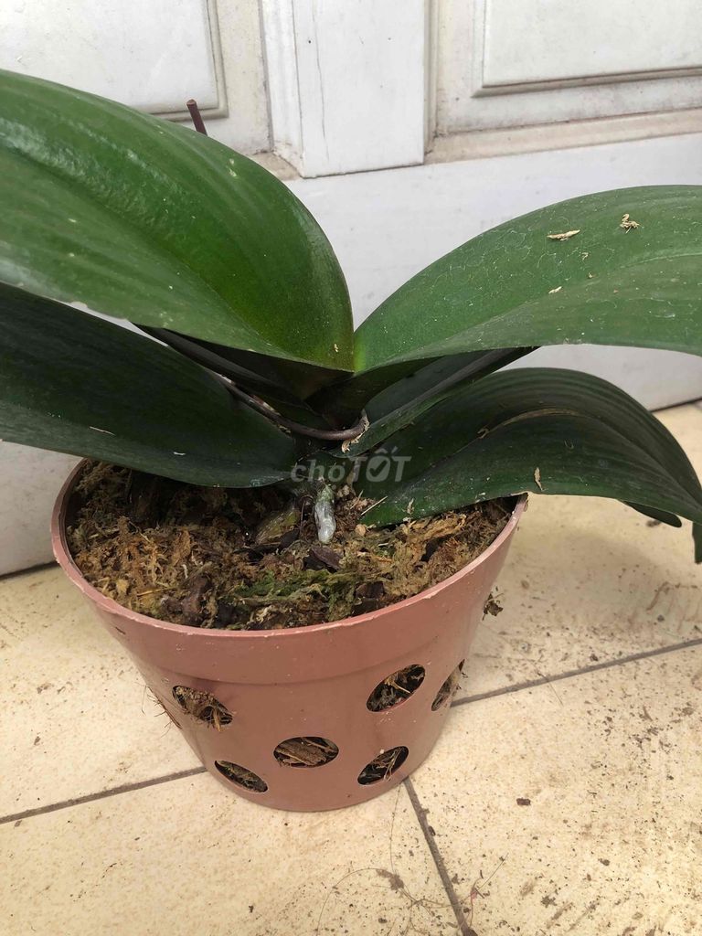 Cây Lan chậu Nhựa phát triển tốt. Mua bán Cây cảnh, đồ trang trí tại Quận Cầu Giấy Hà Nội được đăng bởi Nguyen thi bich van hình 1