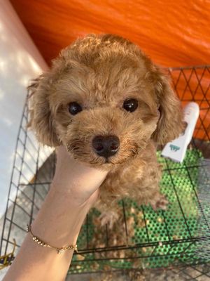 nhận phối giống poodle teacup 1kg3. Mua bán Phụ kiện, Thức ăn, Dịch vụ tại Quận 12 Tp Hồ Chí Minh được đăng bởi xushimoon 